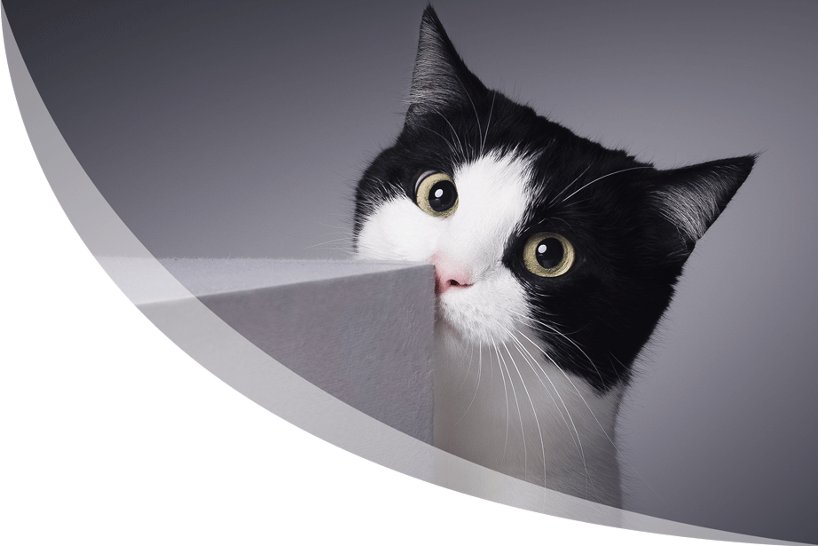 Tarifs-Animal-2